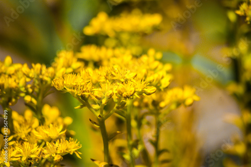 field of yellow flowers © Selldon Photography