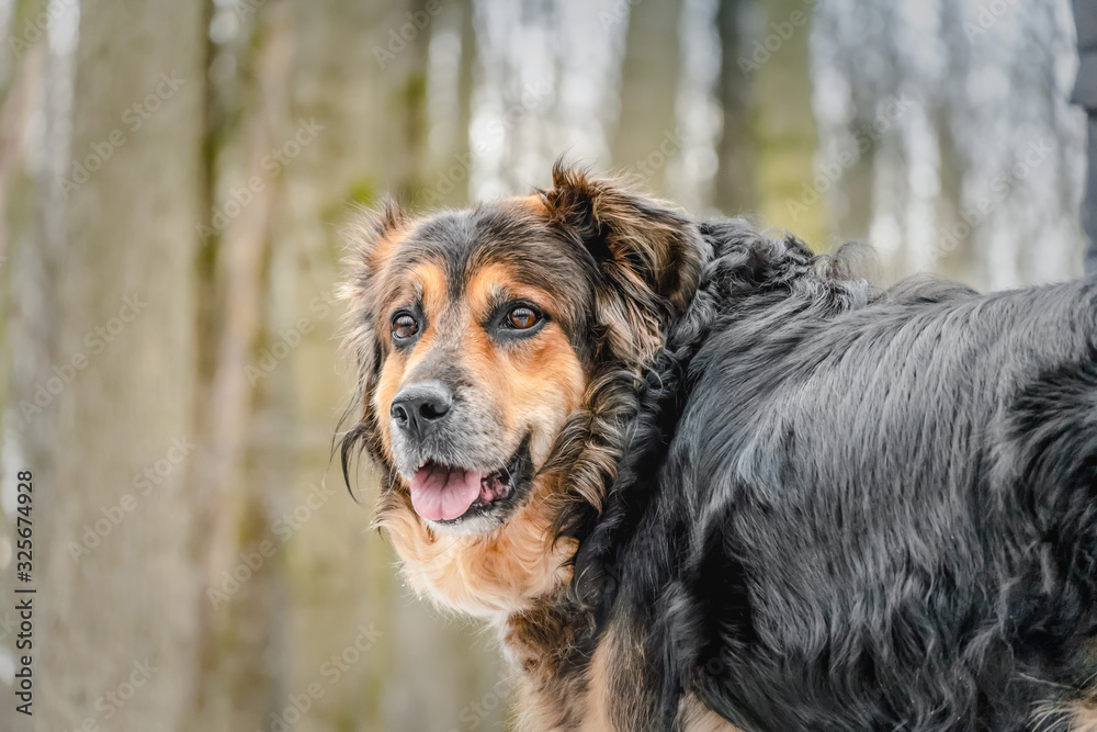 Obraz premium Portrait of a beautiful black and orange shepherd in the forest for a walk. Shepherd dog looks at the camera