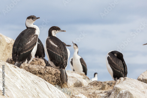 The imperial shag Leucocarbo atriceps also known as blue-eyed shag, blue-eyed cormorant. Birds sitting on the stone. Argentine islands, Antarctic Peninsula, Antarctica