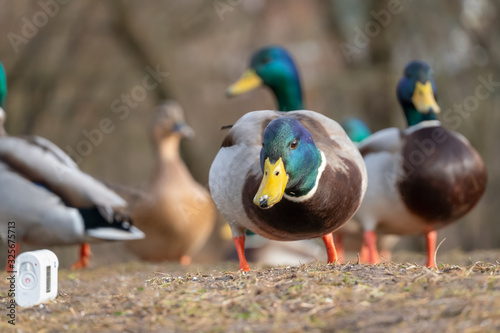 beautiful duck with a green head among other ducks looks at the action camera close up