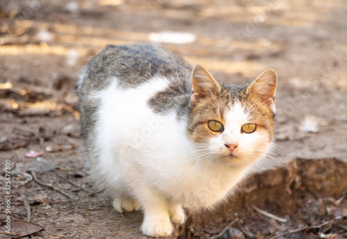 Cute young cat looking at the camera. Lovely cat