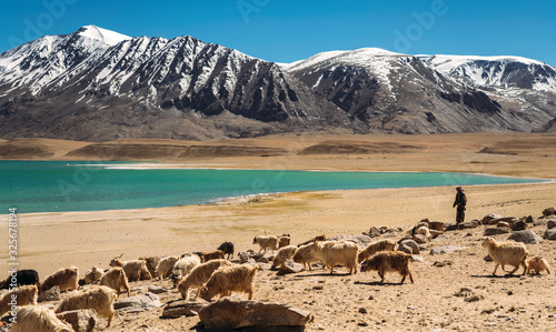Fotografie Unrecognizable nomadic person grazing flock of goats next to lake with turquoise