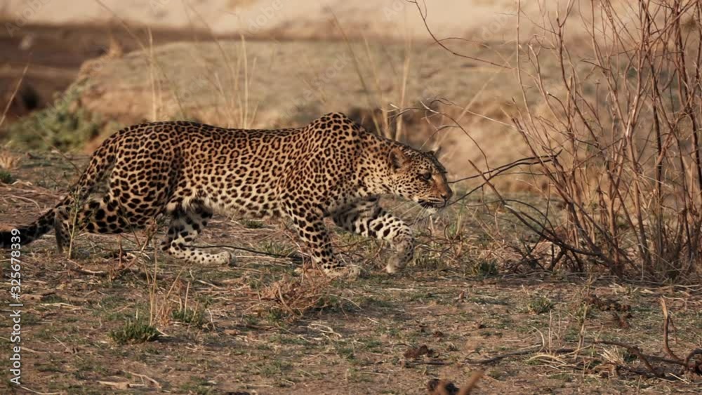 Spectacular wild leopard stalking in super slow motion 4k