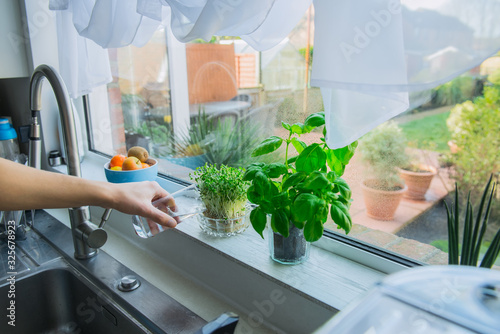 Obraz na plátně Young Man's hand watering home gardening on the kitchen windowsill