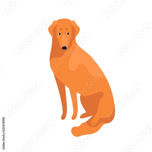 Attractive clever golden retriever dog breed vector flat illustration. Cute domestic animal sitting isolated on white background. Cheerful obedient thoroughbred pet