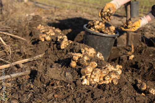 Wallpaper Mural Digging up Jerusalem artichokes Torontodigital.ca