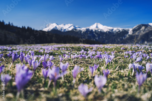 Spring nature in Slovenia, Europe.