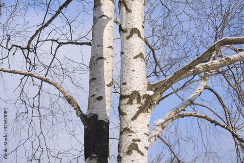 The trunk of a birch close up. © konstan