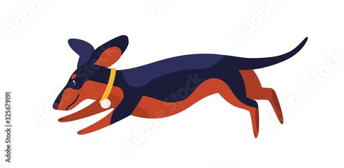 Funny clever dachshund dog breed running vector flat illustration. Cute jumping domestic animal in collar isolated on white background. Happy brown and black pet with big ears