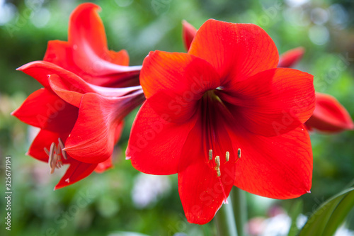 Bright red flowers of Amaryllis lilies on a bright Sunny day against a background of green leaves, in the background light. Flora flowers Floristics. © Victor1153
