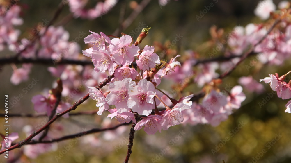 Obraz premium 淡路島20200224