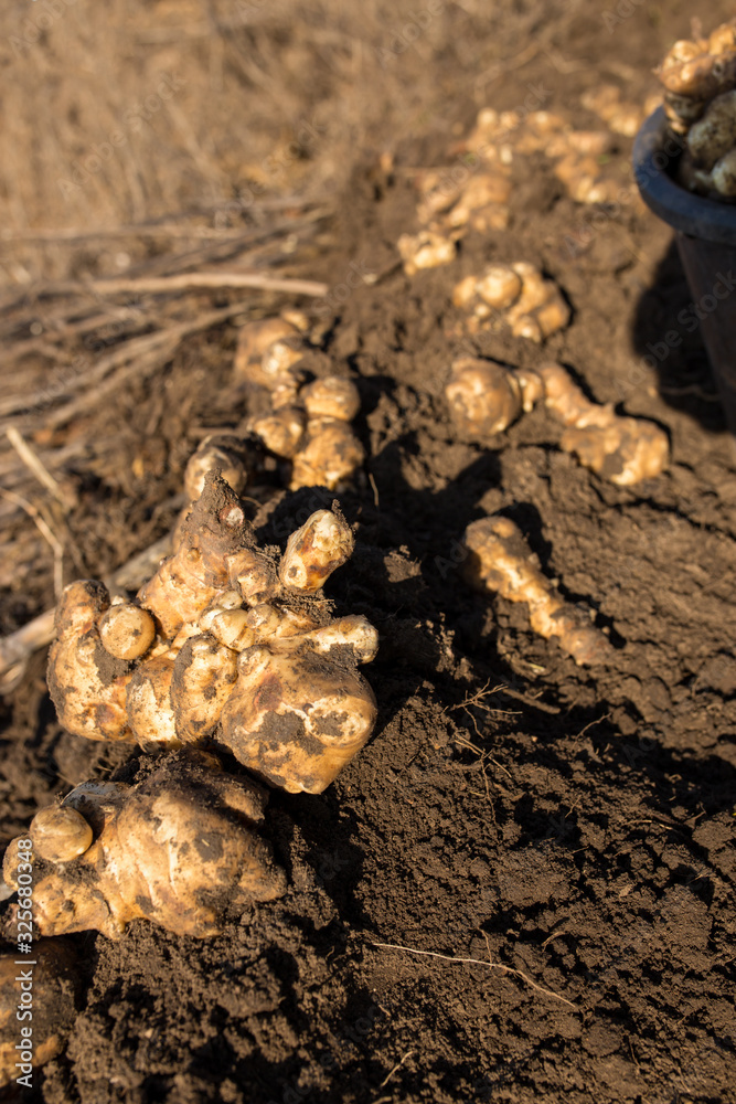 Jerusalem artichoke in vivo Jerusalem artichoke in vivo