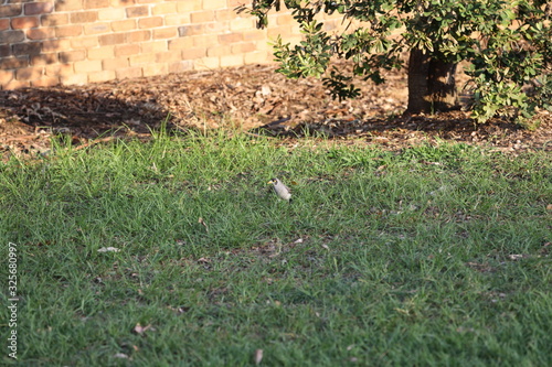 cute little bird eating insects in a Sydney Park at sunset