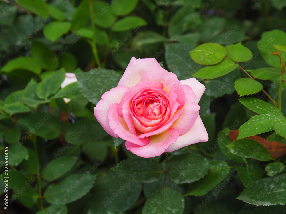 Close-up shot blooming fresh and natural rose flower against a green meadow select focus shallow depth of field Close-up shot blooming fresh and natural rose flower against a green meadow select focus shallow depth of field