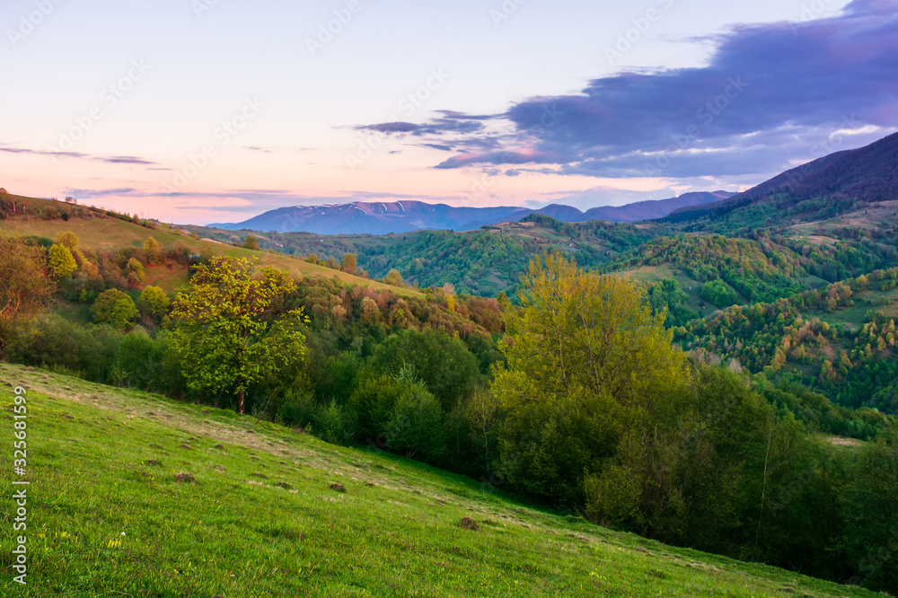 rural landscape in mountains at dusk. amazing view of carpathian countryside with fields and trees on rolling hills. glowing purple clouds on the sky. calm weather in springtime
