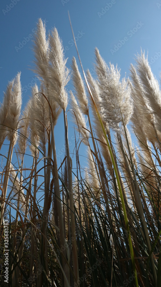 Fototapeta premium awaji20200224