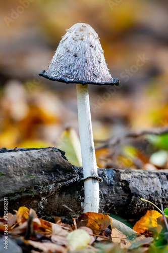 Shaggy ink cap (Coprinus comatus) growing on the forest floor in autumn in the nature protection area Moenchbruch near Frankfurt, Germany.