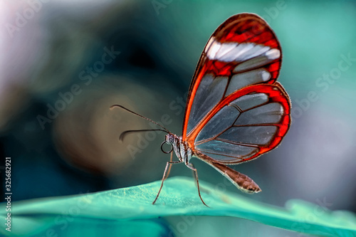 Closeup beautiful butterfly in a summer garden © blackdiamond67