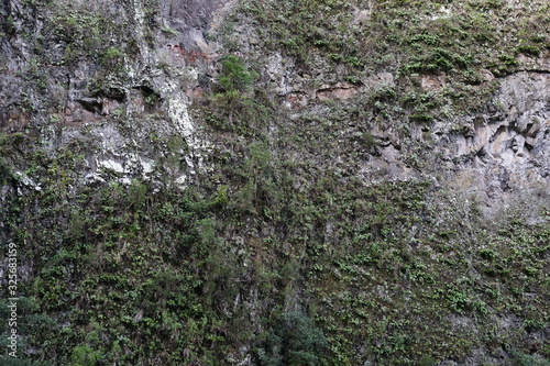 Vulkanische Felswand mit Pflanzen (Madeira)