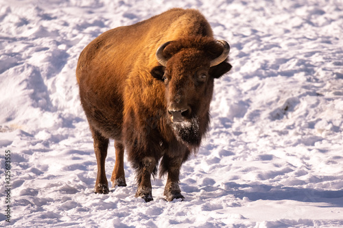 bison in winter © Tammi Mild
