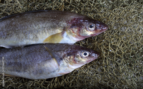 Fototapeta Naklejka Na Ścianę i Meble -  Saffron cod on net