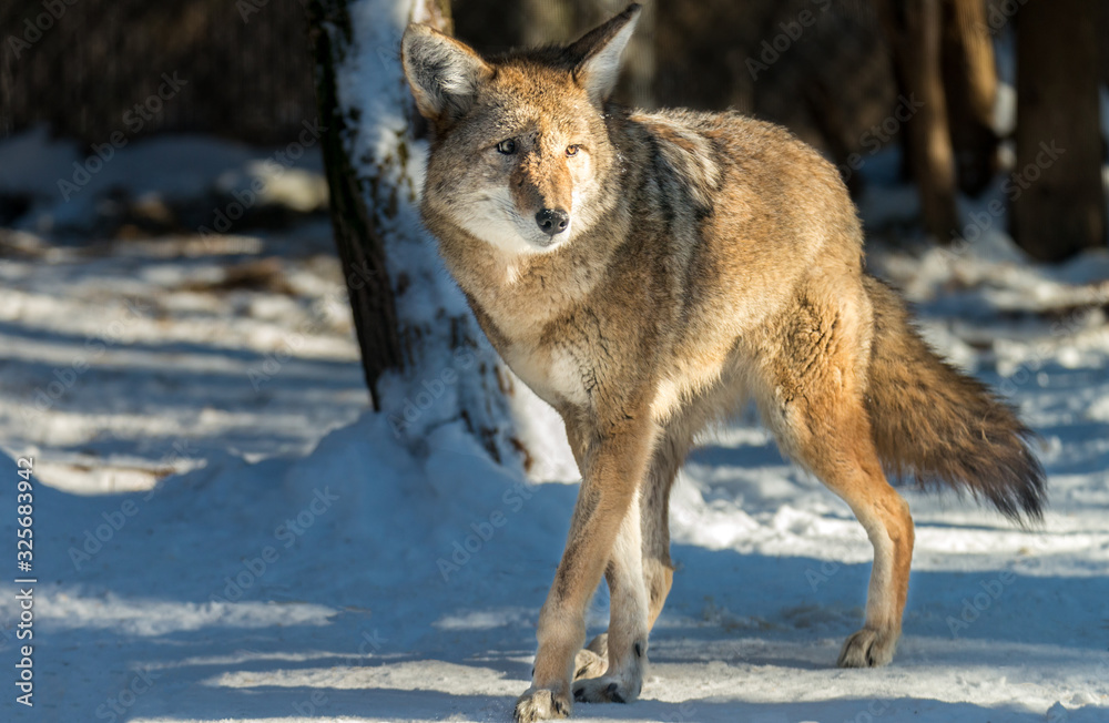 Wildlife Coyote in snow Wildlife Coyote in snow