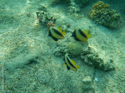 tropical fish in the Egypt sea