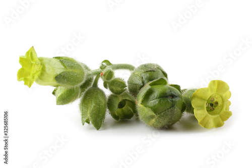 Tobacco flowers. Nicotiana rustica variety photo