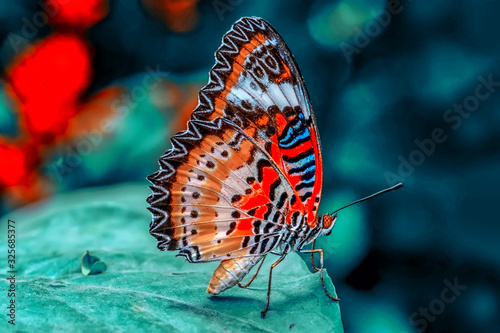 Closeup beautiful butterfly in a summer garden