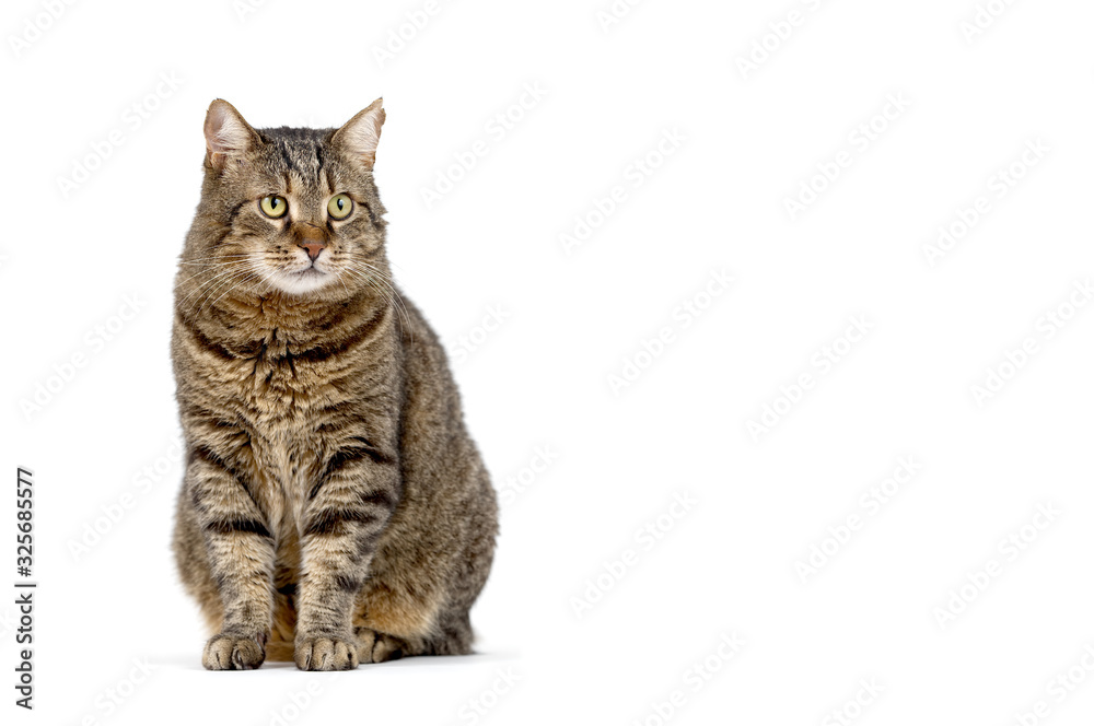 Adult grey tabby cat sitting isolated on white background