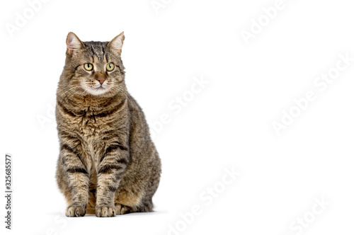 Adult grey tabby cat sitting isolated on white background