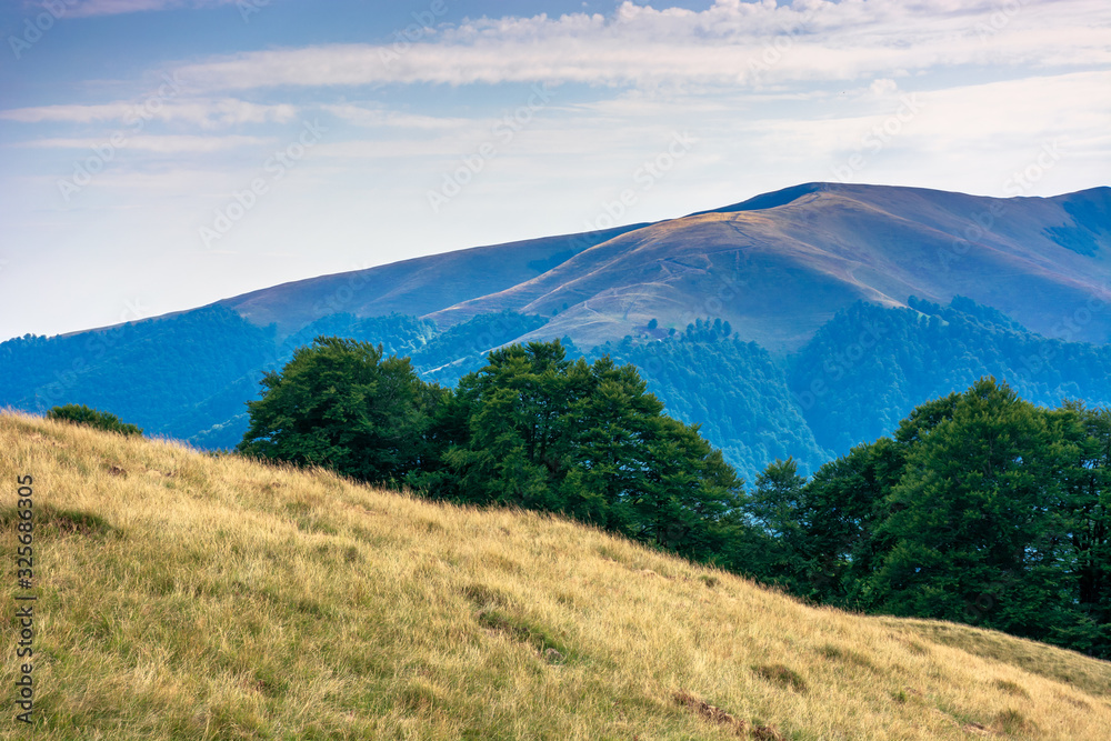Fototapeta premium carpathian mountain landscape in summer. weathered grass on the meadow. beech forest on the edge of a hill. mount apetska in the distance. sunny august afternoon with clouds on the sky