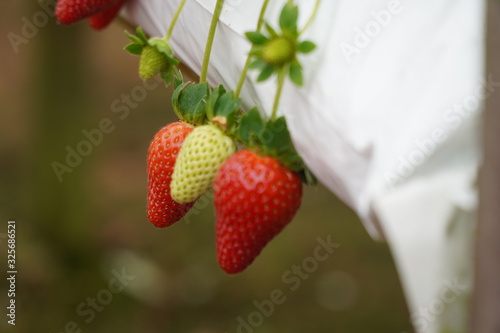 Ripe strawberry with unripe strawberry.