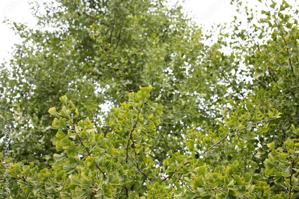 Fototapeta premium Ginkgo biloba tree