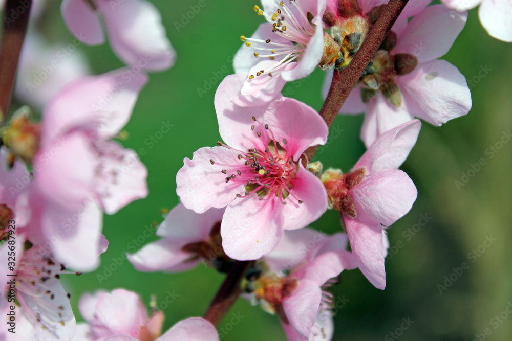 Fototapeta premium Rosa Pfirsichblüten im Frühjahr