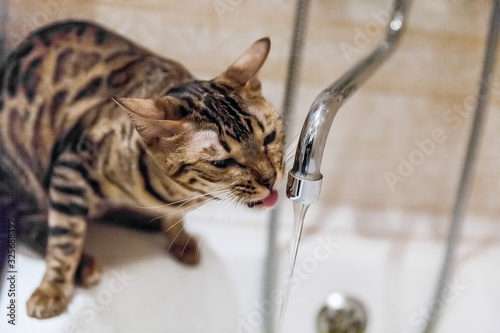 bengal cat drinking water from water tap in bathroom