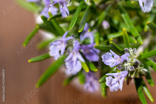 Extreme close-up view of fresh purple blooming rosemary twigs on a rustic wooden background