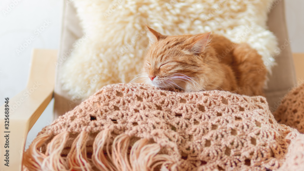 Cute ginger cat sleeping on pile of clothes. Fluffy pet mimics the color of textile. Cute ginger cat sleeping on pile of clothes. Fluffy pet mimics the color of textile.