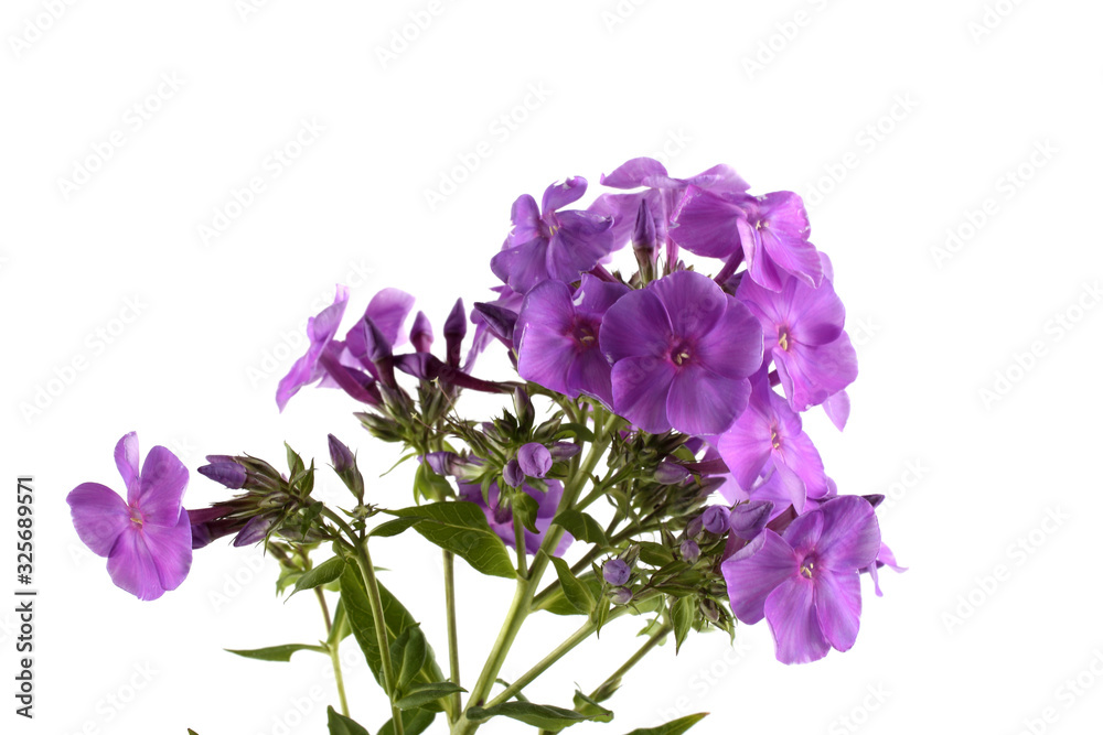 Phlox isolated on white