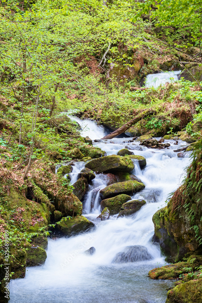 Obraz premium rapid water stream in the forest. powerful flow among the mossy rocks. beautiful nature scenery in spring. vivid green foliage on the trees