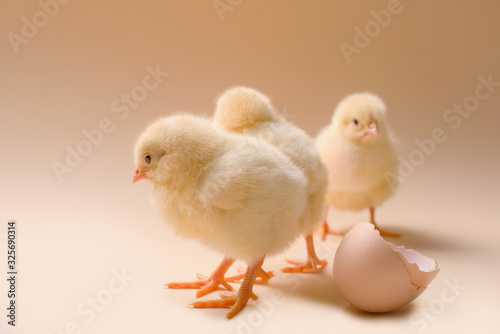 Image of three newborn fluffy fledgling chicken next to the eggshell.
