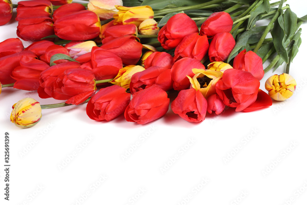 Tulips isolated on white Tulips isolated on white