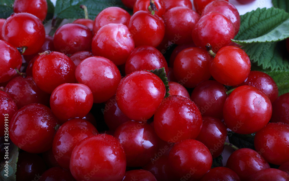 Nanking cherry background Nanking cherry background