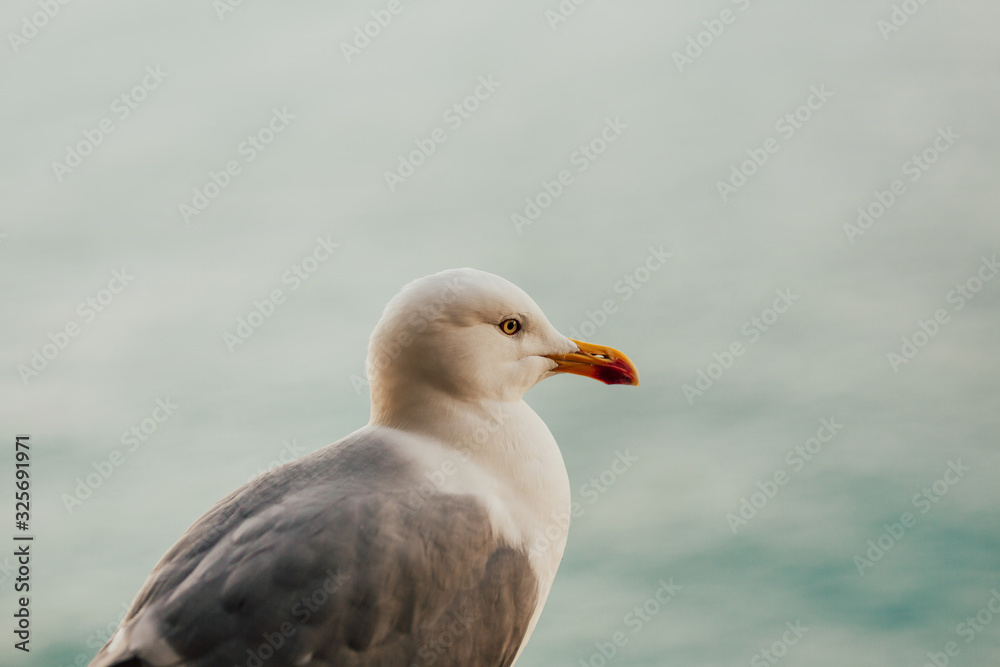 Gull with maritime background. White seagull with gray wings. Gull with maritime background. White seagull with gray wings.