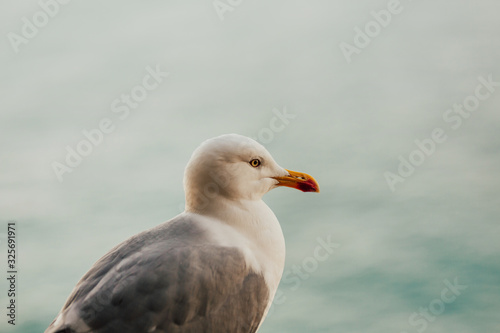 Gull with maritime background. White seagull with gray wings.