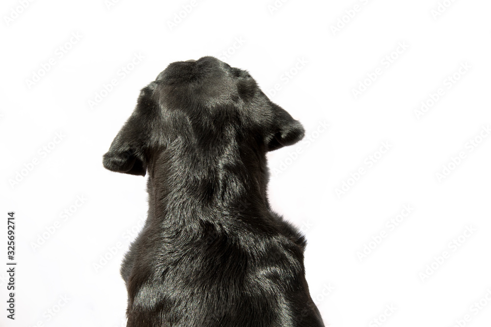 Soft focus close-up of a Labrador seen from behind on white background.