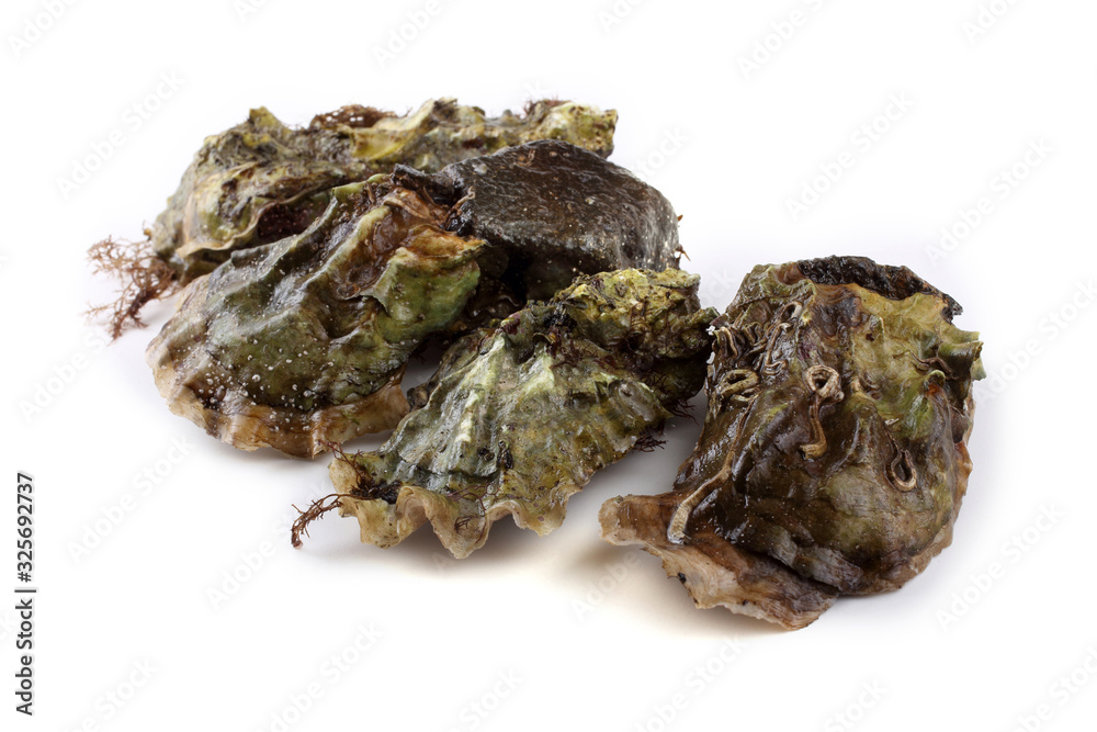 Oysters isolated on white Oysters isolated on white