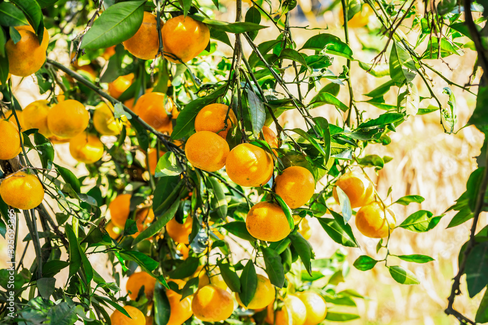 Delicious oranges in autumn orchard