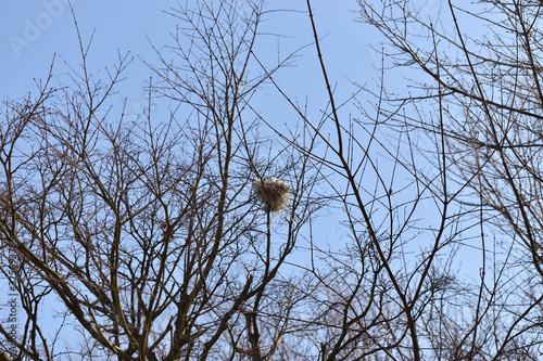 Image of Bird nest in city park