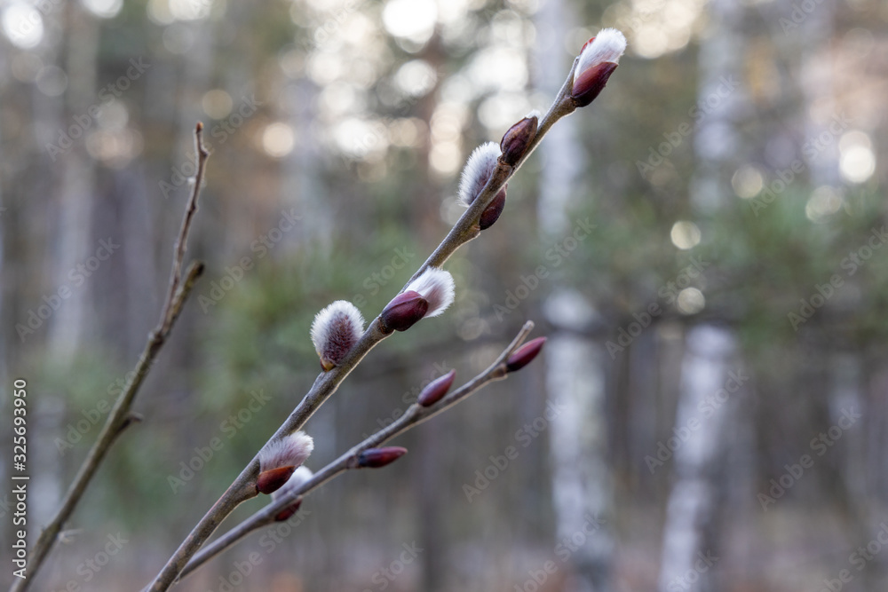 Branch with fluffy willow in early spring on the background of the forest Branch with fluffy willow in early spring on the background of the forest